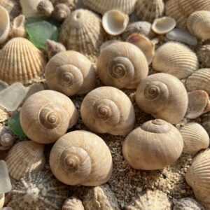 Natural Ocean Sea Shells – Decorative Mesh Bag 6pcs - Image 3